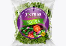 Fiddle Leaf Fig Plant