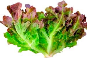 Bird of Paradise Plant