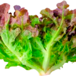 Bird of Paradise Plant - Imagen 3